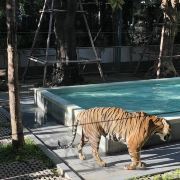 普吉島普吉島老虎王國游玩-普吉島老虎王國門票多少錢/價格表-團購票價預定優惠-景點地址在哪里/圖片介紹/參觀預約/旅游游覽順序及注意事項/營業時間-】